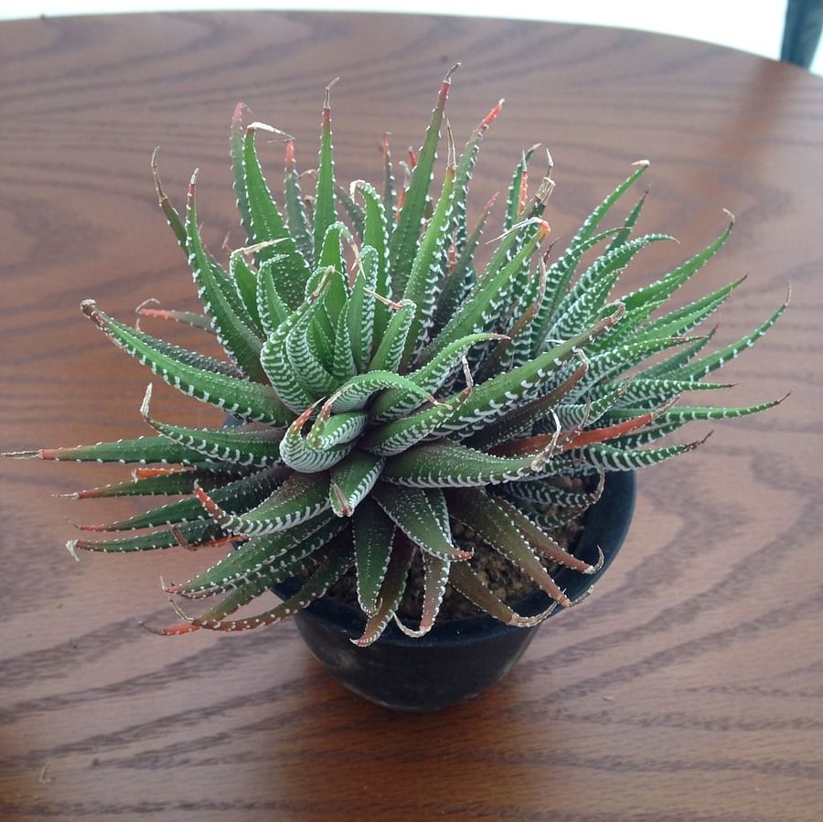 Happy dog playing near a non-toxic Haworthia succulent