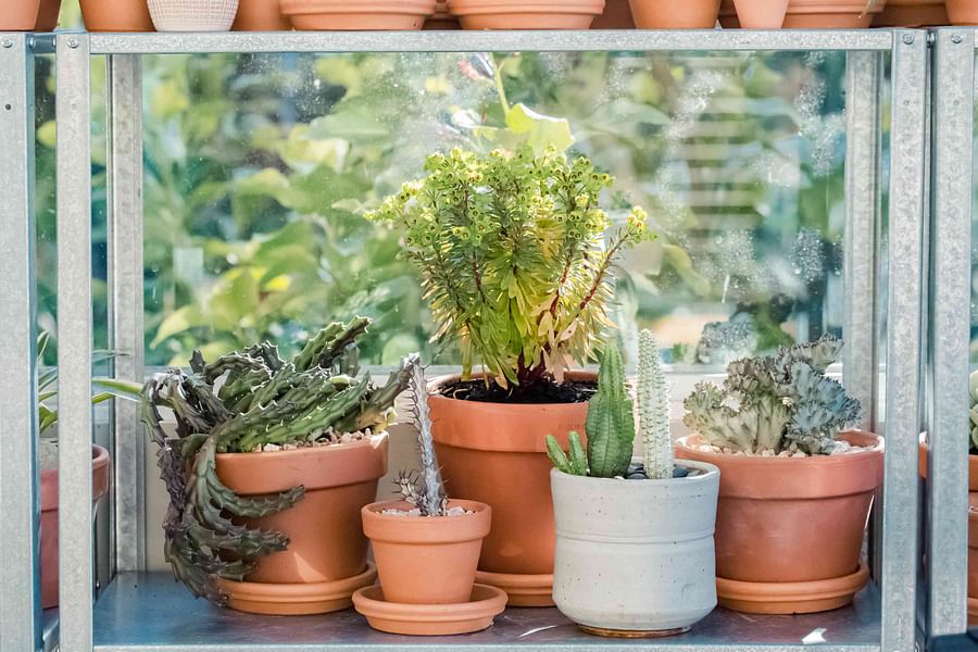 Close-up image of a toxic Euphorbia succulent plant