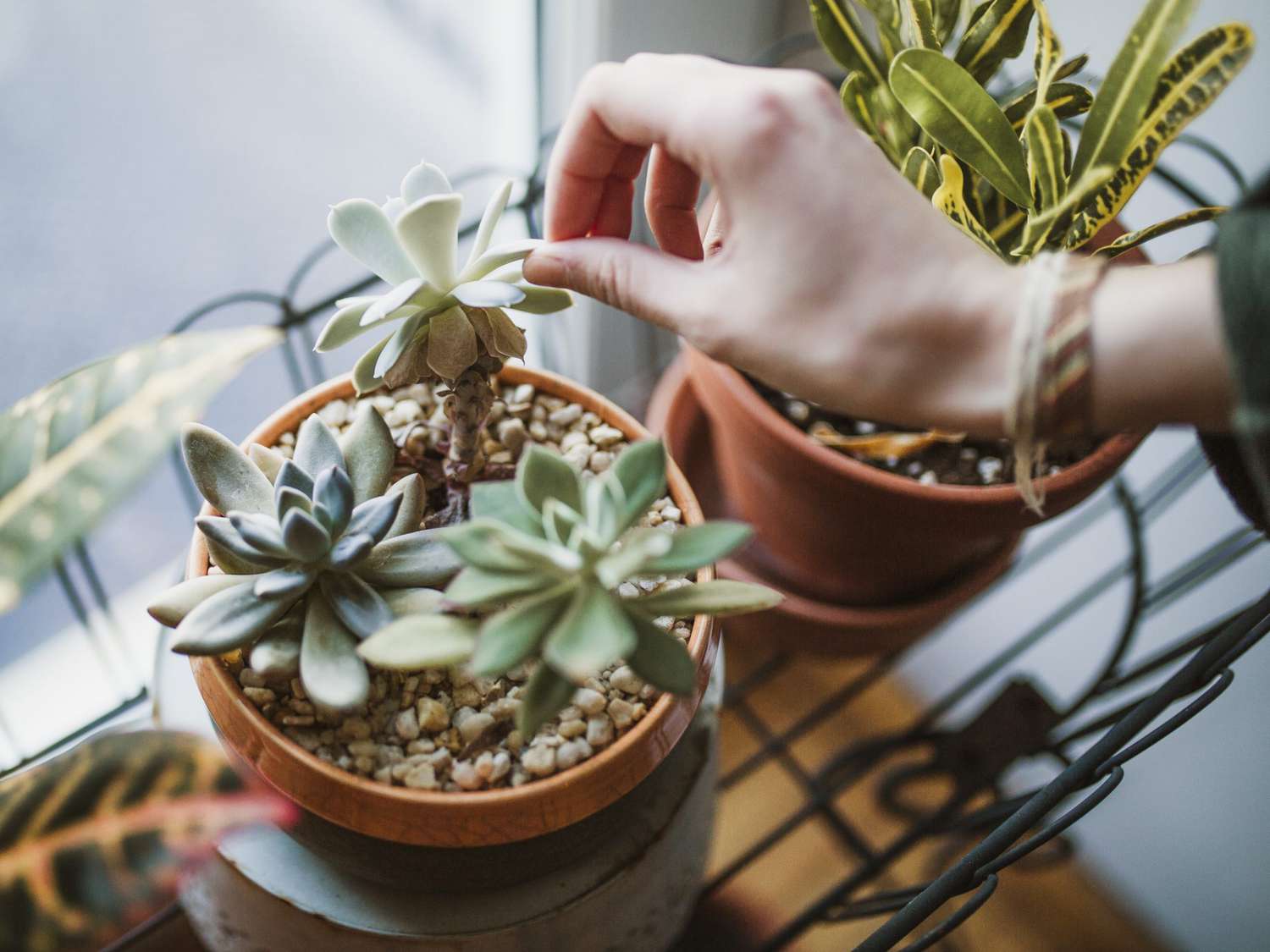 Succulents placed near a window for indirect sunlight